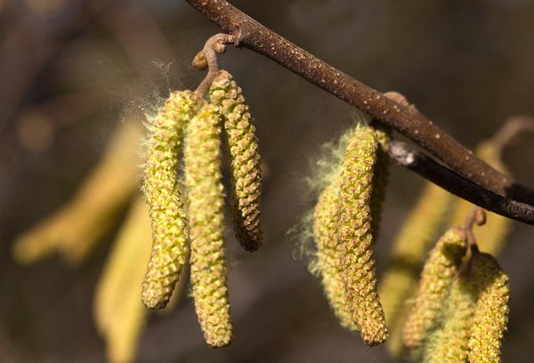 Allergie- en pollenseizoen 2021